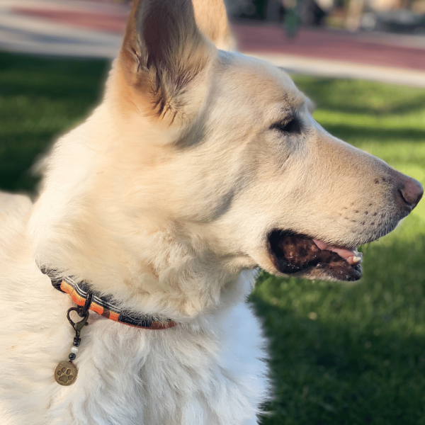 Separation Anxiety Pet Charm - Image 2
